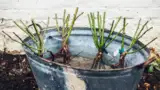 Plantarea trandafirilor butasii se tin in apa Plantarea trandafirilor butasii se tin in apa