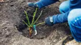 Plantarea trandafirilor fixarea in pamant