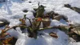 Rapita afectata de ger Rapita afectata de ger