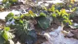 Rapita cu frunze afectate de ger Rapita cu frunze afectate de ger
