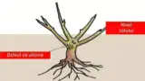 plantarea trandafirului schema plantarea trandafirului schema