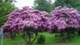 Arbust de rododendron Arbust de rododendron