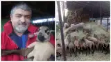 Ferma de oi de Camerun