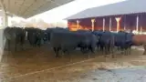 Ferma de vaci angus Adrian Ieudean