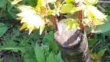Altoirea despicatura Altoirea despicatura