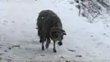 Oaie lasat sa moara de foame