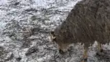 Oaie neingrijita Oaie neingrijita