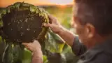 Floarea soarelui seminte fermier Floarea soarelui seminte fermier