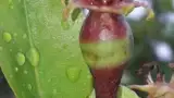 Fructe afectate de inghet