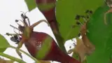 Fructe de mar afectate de inghet Fructe de mar afectate de inghet