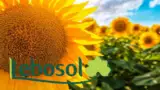 Lebosol Cultura de floarea soarelui inflorita in camp
