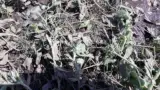 Mazare calamitata