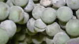 struguri afectati de fainare struguri afectati de fainare