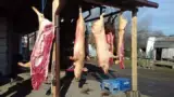 Microferma de porci Microferma de porci