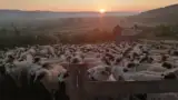 Ovine Maria Lazar Dumbraveni Ovine Maria Lazar Dumbraveni