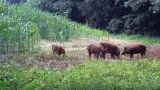 Porci misterti porumb Porci misterti porumb