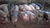 Purcei in microferma de porci
