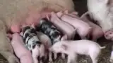 Scroafa cu purcei Scroafa cu purcei