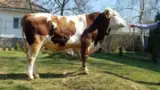 taur1