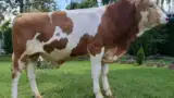 taur2 taur2