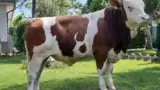 taur3 taur3