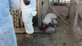 porci Dolj