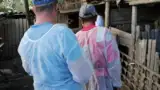 sacrificare porci bolnavi