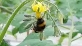 fertilizare-bondari-rosii fertilizare-bondari-rosii