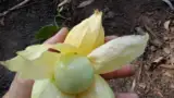 leguma rara leguma rara