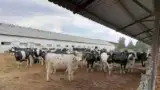 ferma-vaci-cai-curtici-lapte ferma-vaci-cai-curtici-lapte