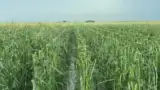 porumb-calamitat-grindina