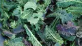 salata-kale salata-kale