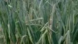 ceapa-afectata-mana-frunze