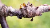 clei-pomi-tratamente
