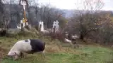 porc-in-cimitir