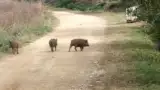 porci-liberi porci-liberi