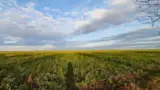 rapita-inflorita