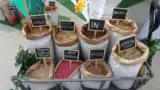seminte-itc-seeds