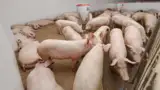 porci-pesta-salvati porci-pesta-salvati