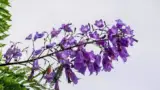 floare-copacul-violet