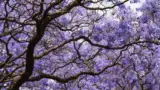 jacaranda-copacul-violet jacaranda-copacul-violet