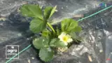 capsuni-floare
