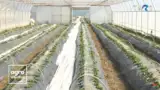 solar-capsuni-felicia-tiparu solar-capsuni-felicia-tiparu
