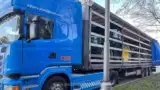 tractoare-furate-vama-bors-2