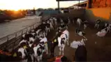 ferma-mas-bes-vitei ferma-mas-bes-vitei