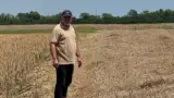 rapita-culcata-de-grindina