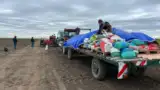 semanat hibrizi ziua porumbului semanat hibrizi ziua porumbului
