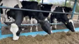 vaca-de-lapte-prioritate-zootehnie-expozitie-vaci vaca-de-lapte-prioritate-zootehnie-expozitie-vaci