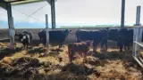 vaci-angus-porumbacu-de-jos vaci-angus-porumbacu-de-jos
