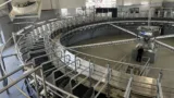 sala-rotativa-muls-ferma-arad sala-rotativa-muls-ferma-arad